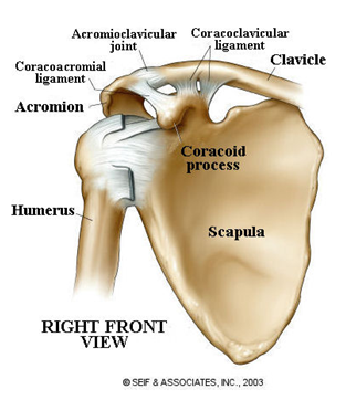 eftertænksom Ib opnåelige Acromiclavicular joint injury - advanced program, Acromio-clavicular joint  injury | Videoreha - medical and sports rehabilitation